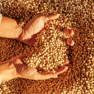 GMO soyabean