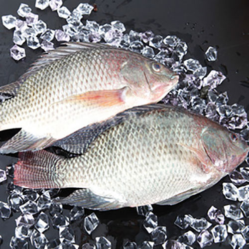 Tilapia Fish