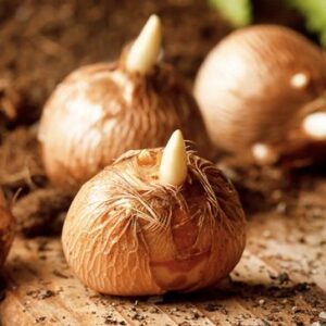 Flower bulbs, seed & seedlings