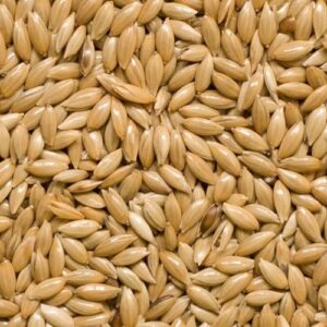Canary seed